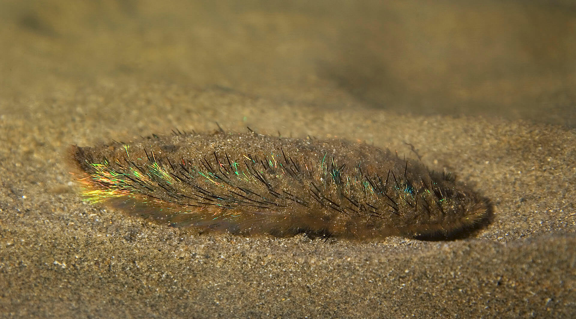 What is Sea Mouse? Definition and Characteristics of Sea Mouse