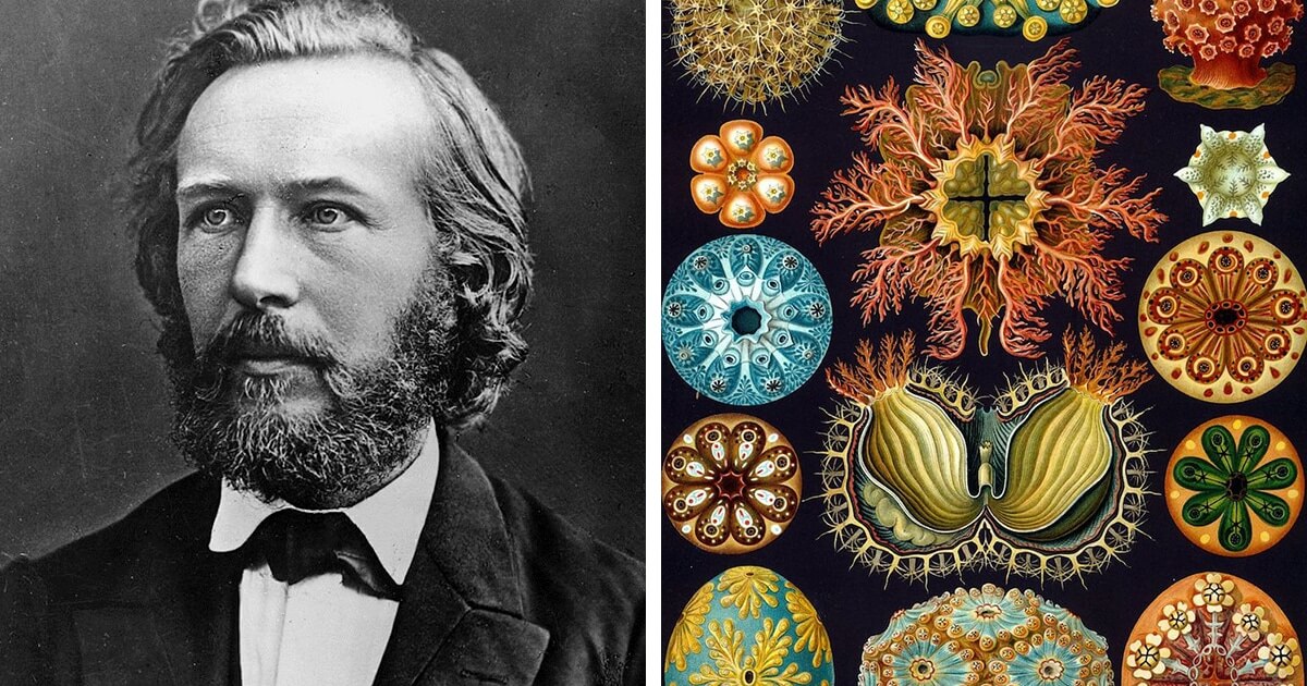 Ernst Haeckel Biography – Ernst Haeckel Theory Of Evolution