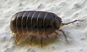 Isopoda Characteristics and Facts