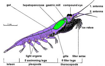 Body structure of a typical crustacean – krill