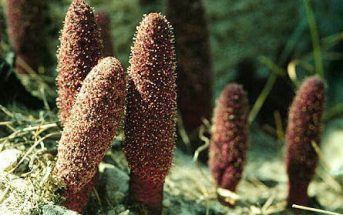 Information About Parasitic Plants - What are the parasitic plants?