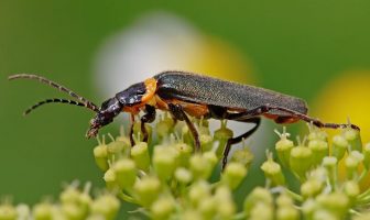 Information About The Pollination By Beetles – Insects