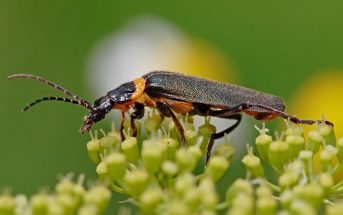 Information About The Pollination By Beetles – Insects