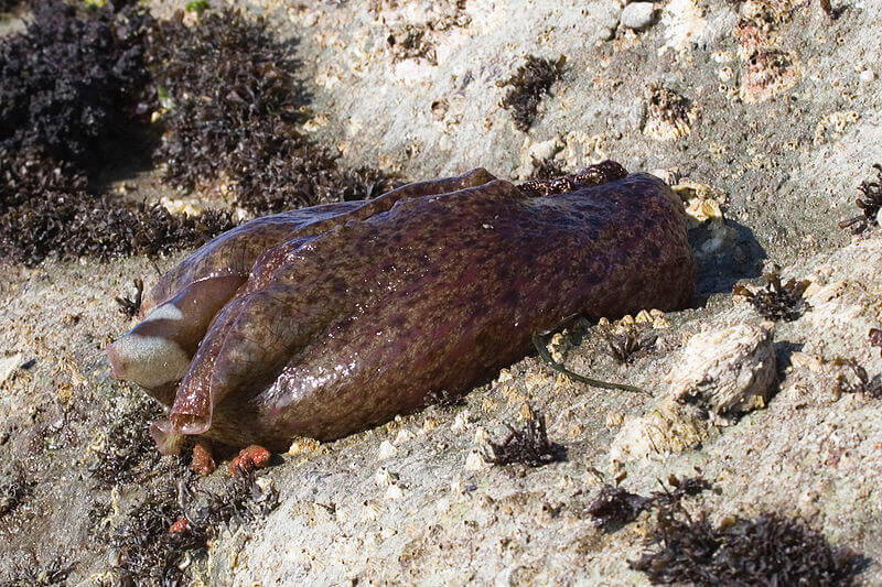 What Is A Sea Hare? What does a sea hare look like?