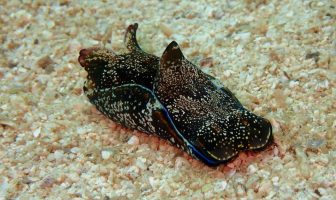 What Is A Sea Hare? What does a sea hare look like?