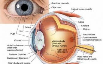 Structure Of Eyes and Their Functions - How do We See