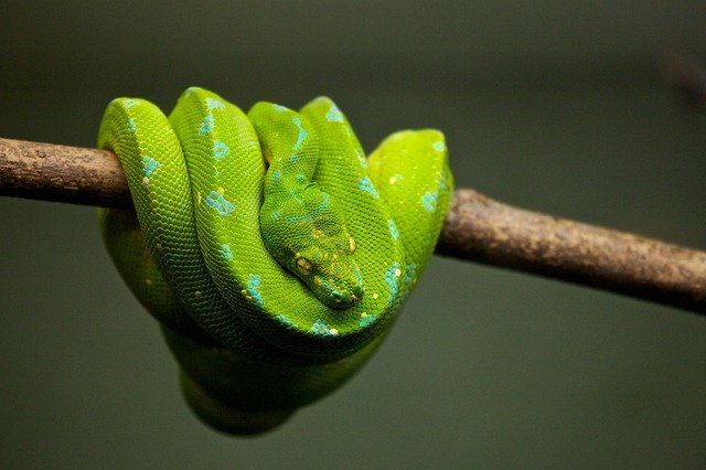 Information About Green Snake - Where do Green Snake live, what do they eat?
