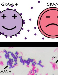 Difference between gram-positive and gram-negative bacteria
