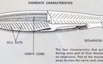 Characteristics Of Chordates and Divisition, Anatomy, Evolution and Features