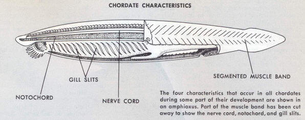 Characteristics Of Chordates and Divisition, Anatomy, Evolution and Features