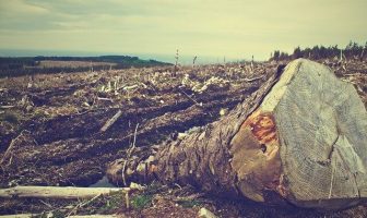 Causes of Deforestation - Solutions for Deforestation and How to Prevent It