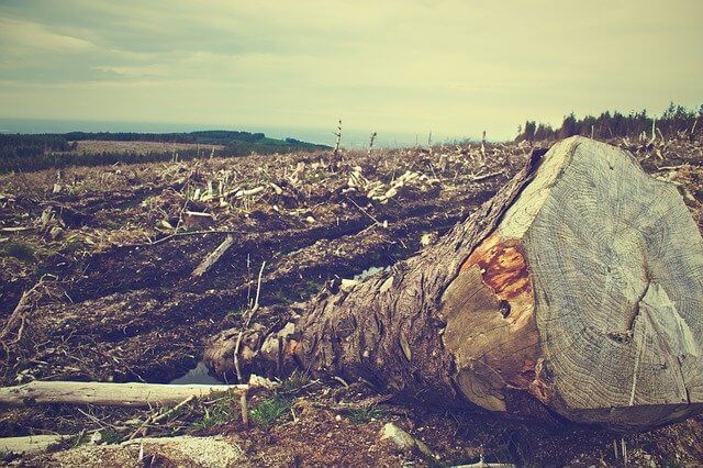 Causes of Deforestation - Solutions for Deforestation and How to Prevent It