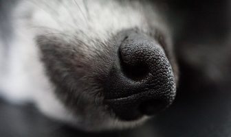How Do We Smell? - Sense Of Smelling - How do people and animals smell?
