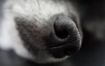 How Do We Smell? - Sense Of Smelling - How do people and animals smell?