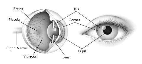 How The Eye Functions - Role of Retina, Functions of Eye Parts