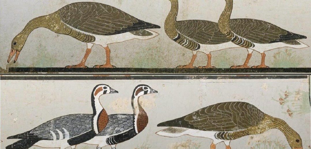 Geese in History - Ancient Egypt, Romans and Ancient Britons