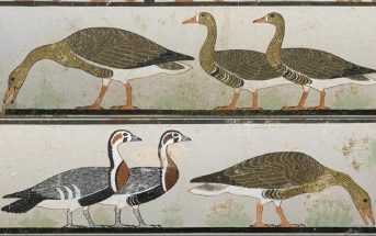 Geese in History - Ancient Egypt, Romans and Ancient Britons