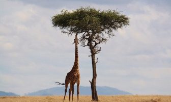 Where is Kenya? What is Kenya Famous for and Destinations