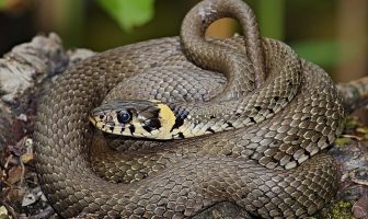Grass Snake Information - Facts About Grass Snakes