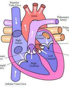 How does Blood Move Through the Body? Pumping Cycle of Heart