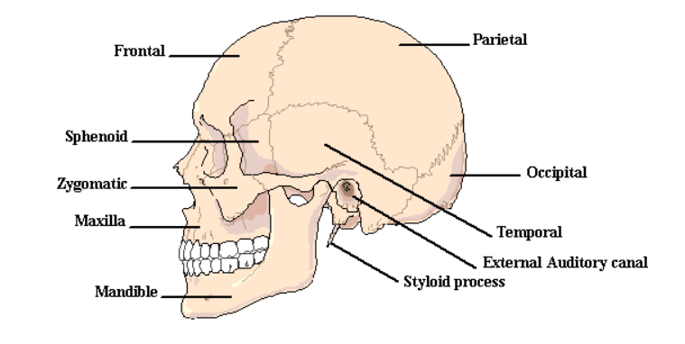 Information On Skull Anatomy and Functions