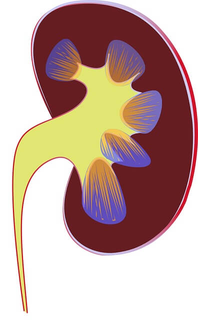 Kidney Functions In The Human Body