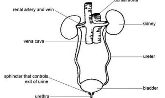 How does the kidney system help your blood? What are the parts of kidney system?