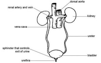 How does the kidney system help your blood? What are the parts of kidney system?