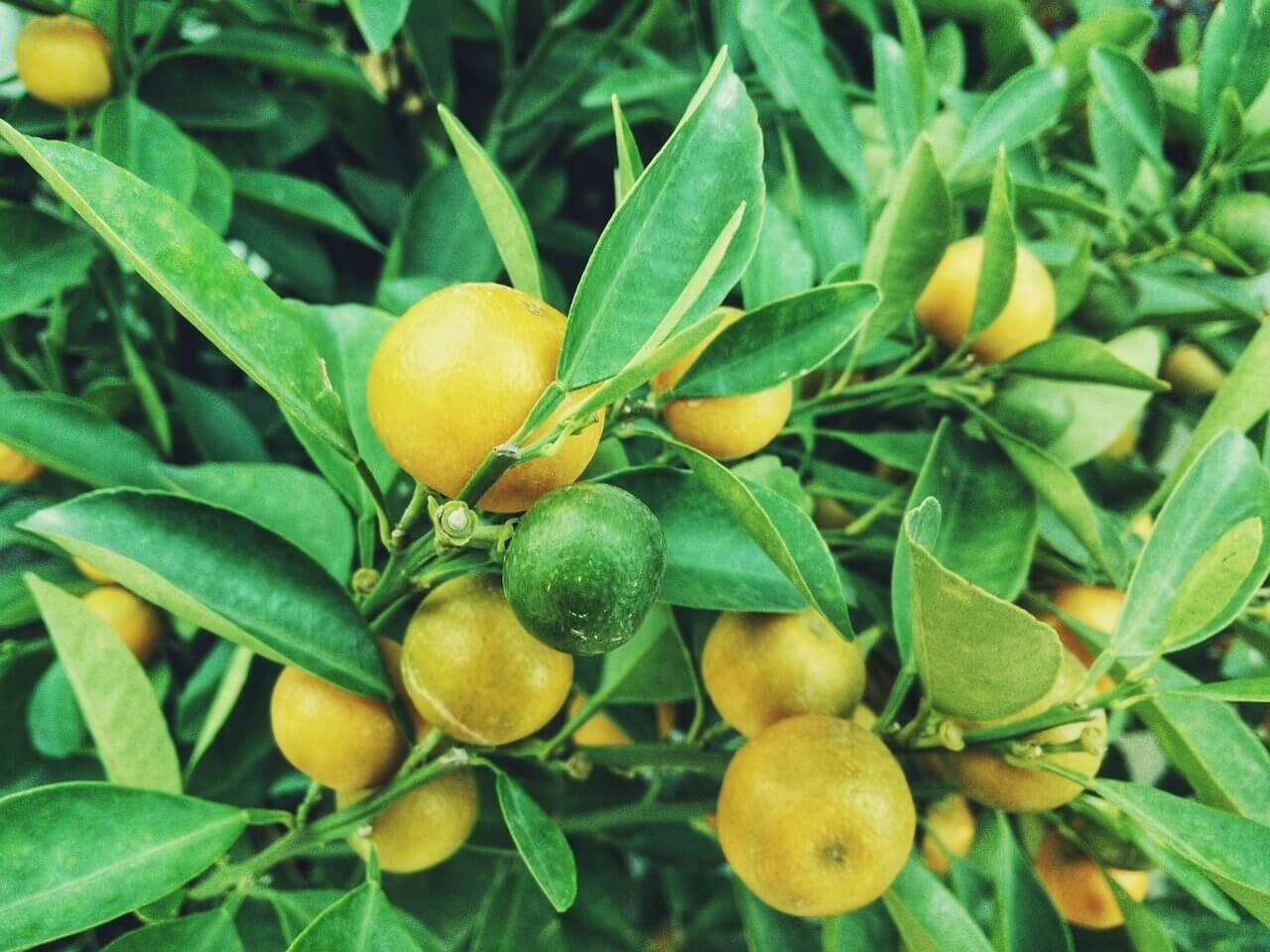 Information On Lemon - Types of Lemons, Cultivation and History
