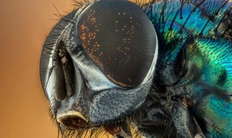 Why Are Flies Important To The Ecosystem? Importance & Distribution