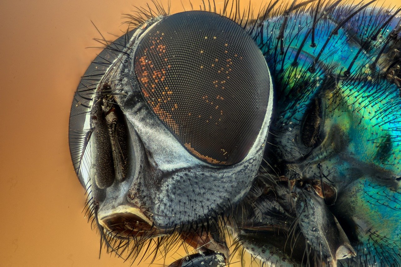 Why Are Flies Important To The Ecosystem? Importance & Distribution