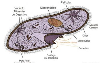 Paramecium Features and Facts - What are the characteristics of paramecium?
