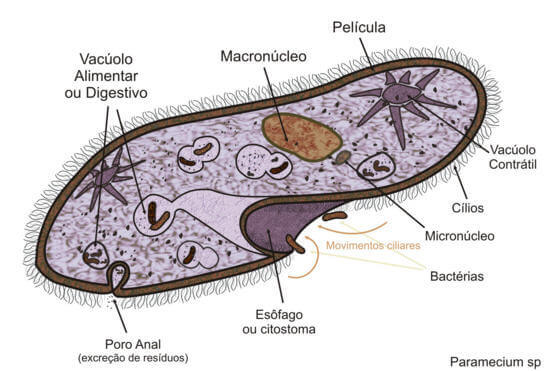 Paramecium Features and Facts -  What are the characteristics of paramecium?