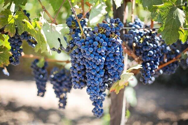 Grapes and Grape Vine Growing Tips, Grape History