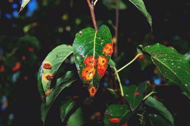 What is Rust Fungus? Information On Rust Fungus On Plants