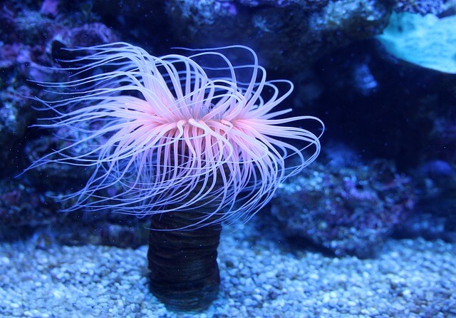 Information On Anthozoa – Structure – Reproduction and Characteristics