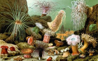 Information On Anthozoa – Structure – Reproduction and Characteristics