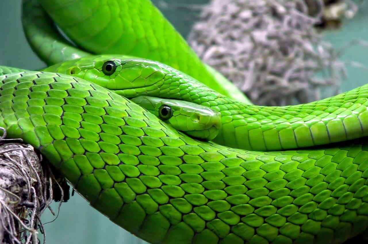 Information About Green Snake - Where do Green Snake live, what do they eat?