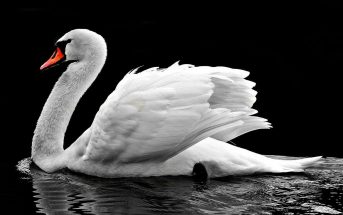 Information About Swan - What are the Characteristics of Swan?