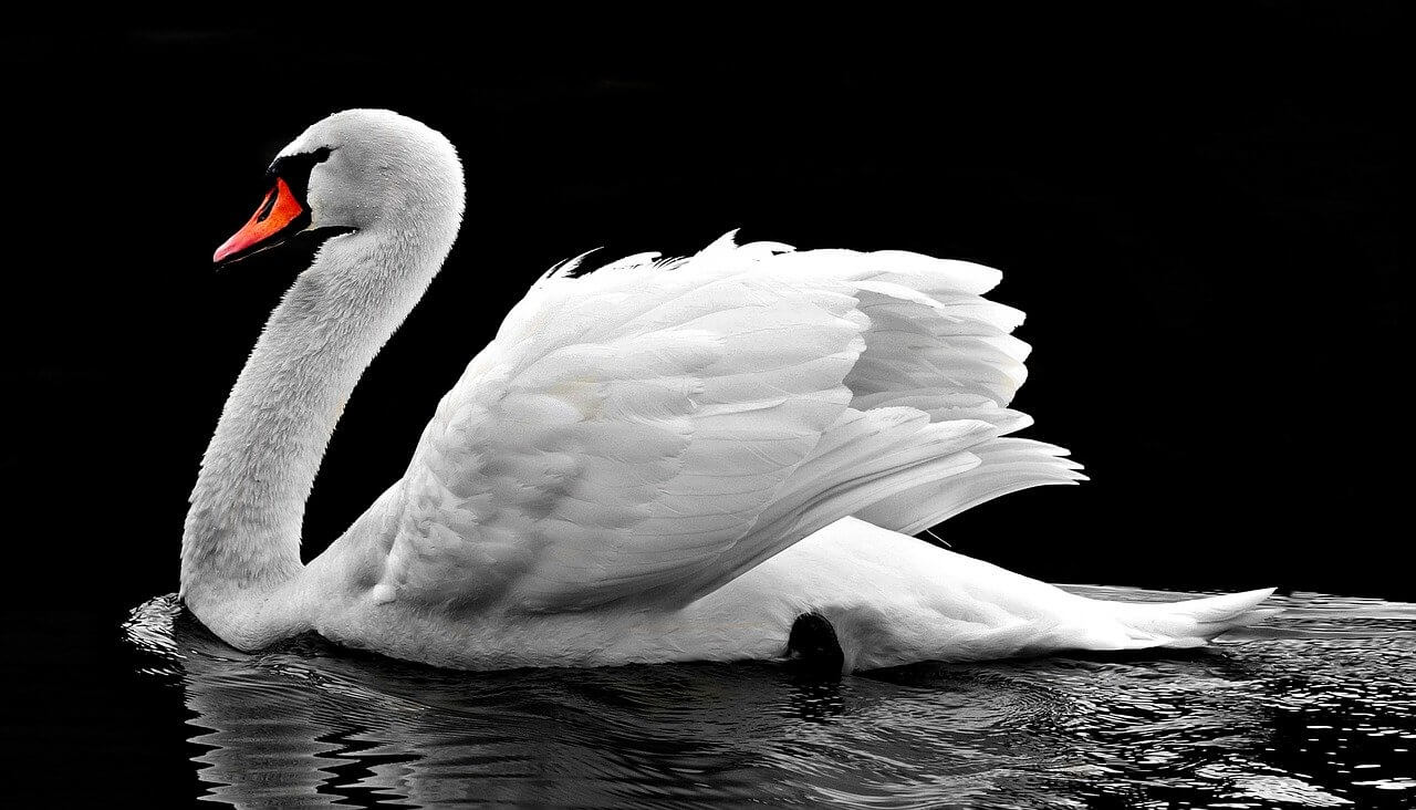 Information About Swan - What are the Characteristics of Swan?