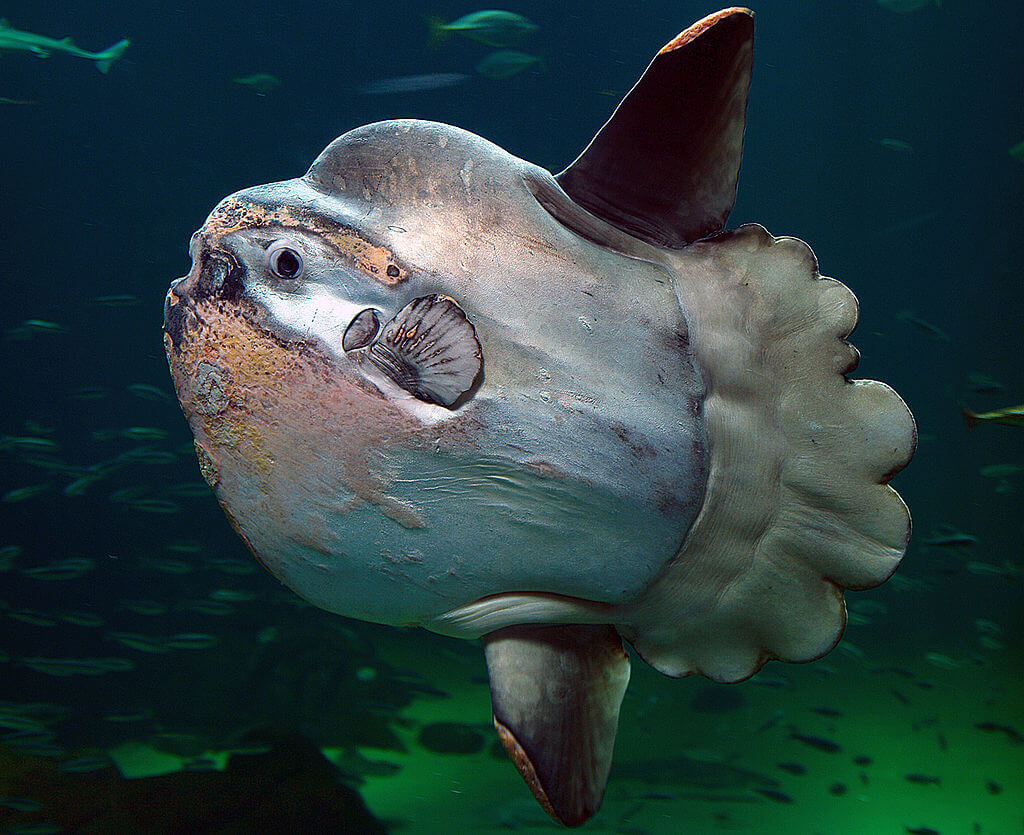 Sunfish Description and Facts - What does a sunfish look like?