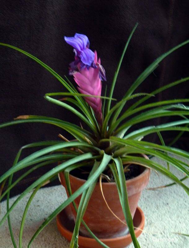 Bromeliad Tillandsia Lindenii Flower Care Instructions