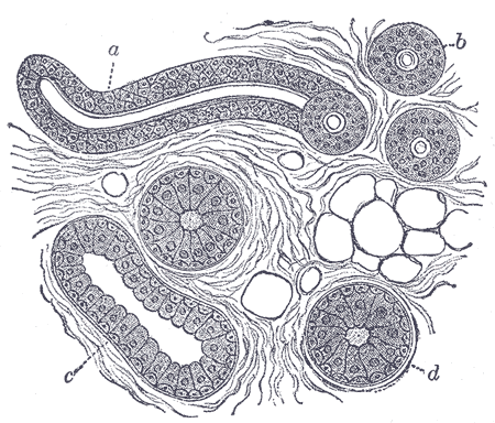Body of a sweat gland cut in various directions