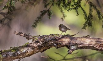 Goldcrest Bird Facts - Goldcrest facts, living habitat, kinds, reproduction