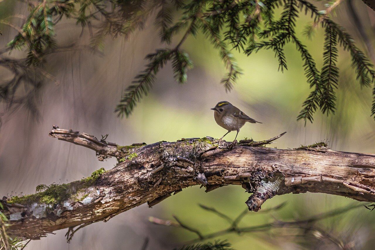 Goldcrest Bird Facts - Goldcrest facts, living habitat, kinds, reproduction