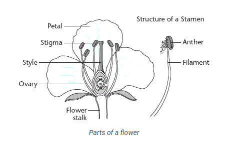 Parts of a flower