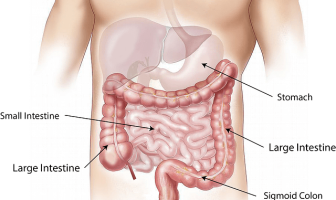 Structure and Functions Of Intestine