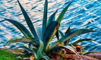 Information About Agave Plant - What Does Agave Plant Look Like?