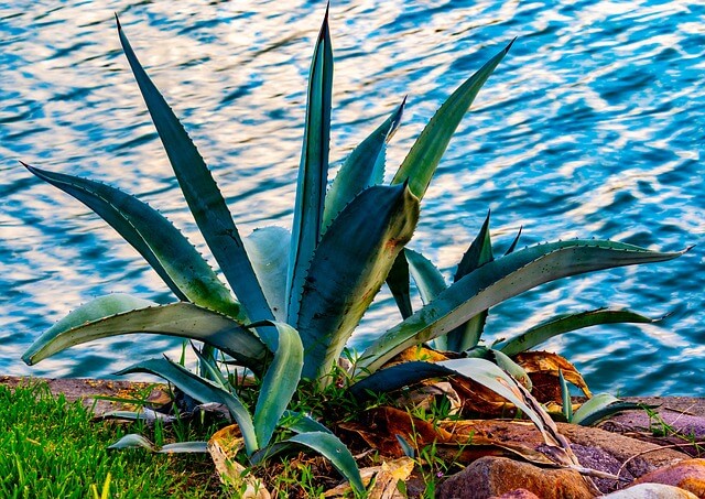 Information About Agave Plant - What Does Agave Plant Look Like?