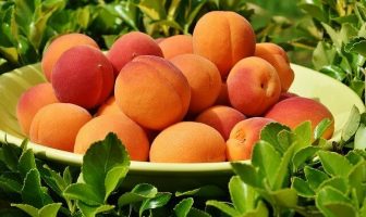 Information About Apricot Fruit - Characteristics, Growth Conditions, Types, Cultivated Forms